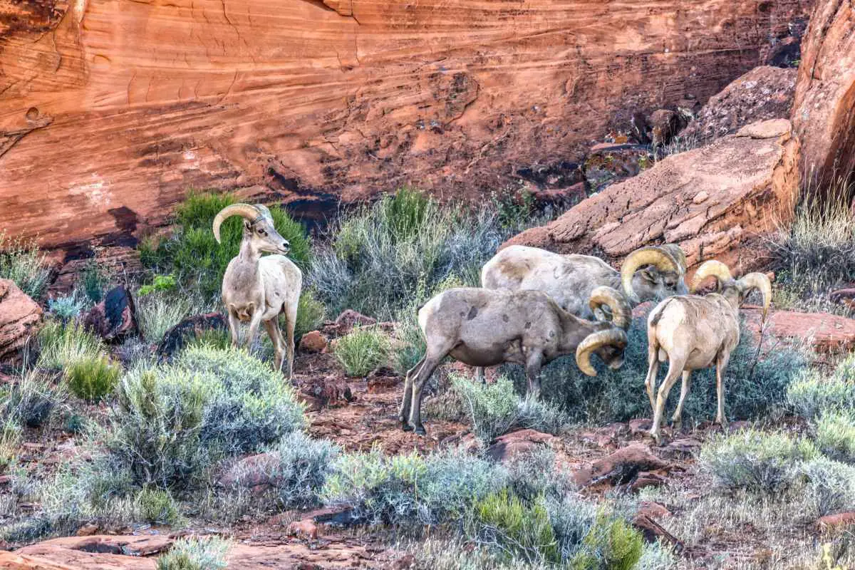 big horn sheep at Valley of Fire (DP)