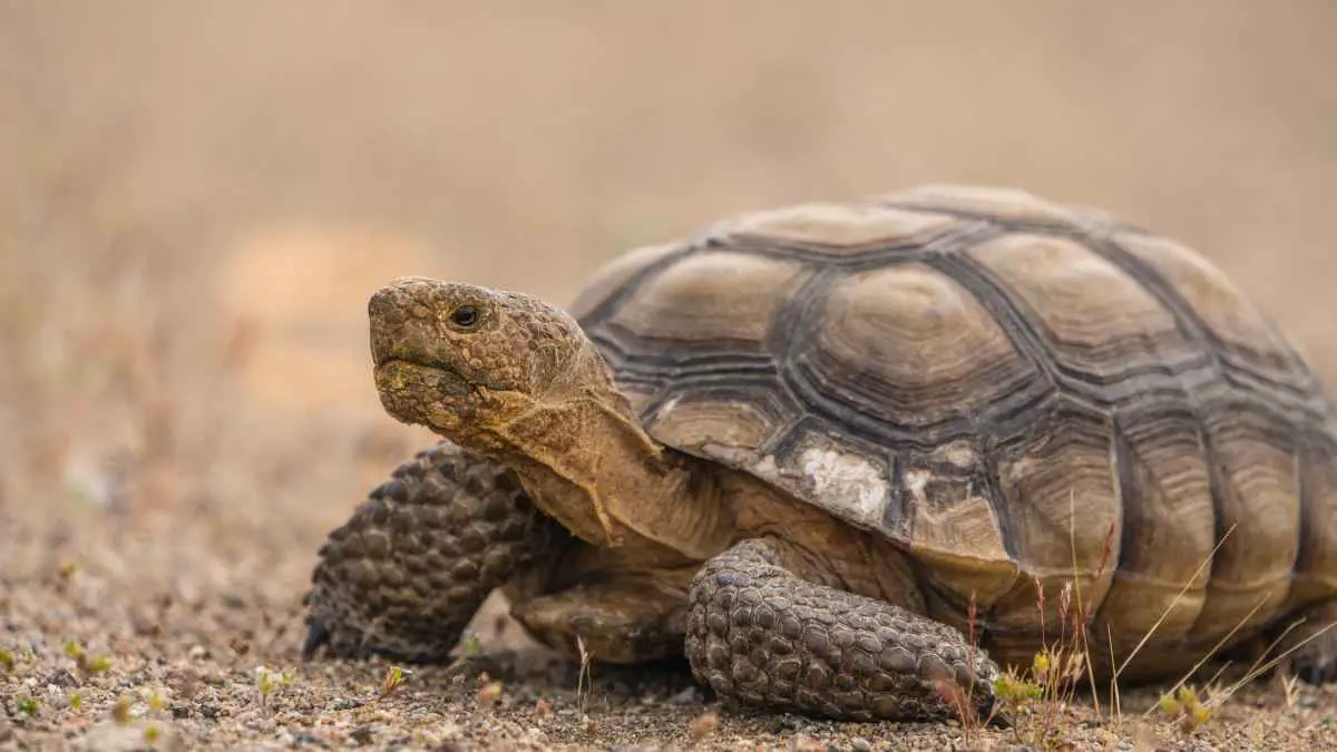 Desert tortoise in Mojave Desert