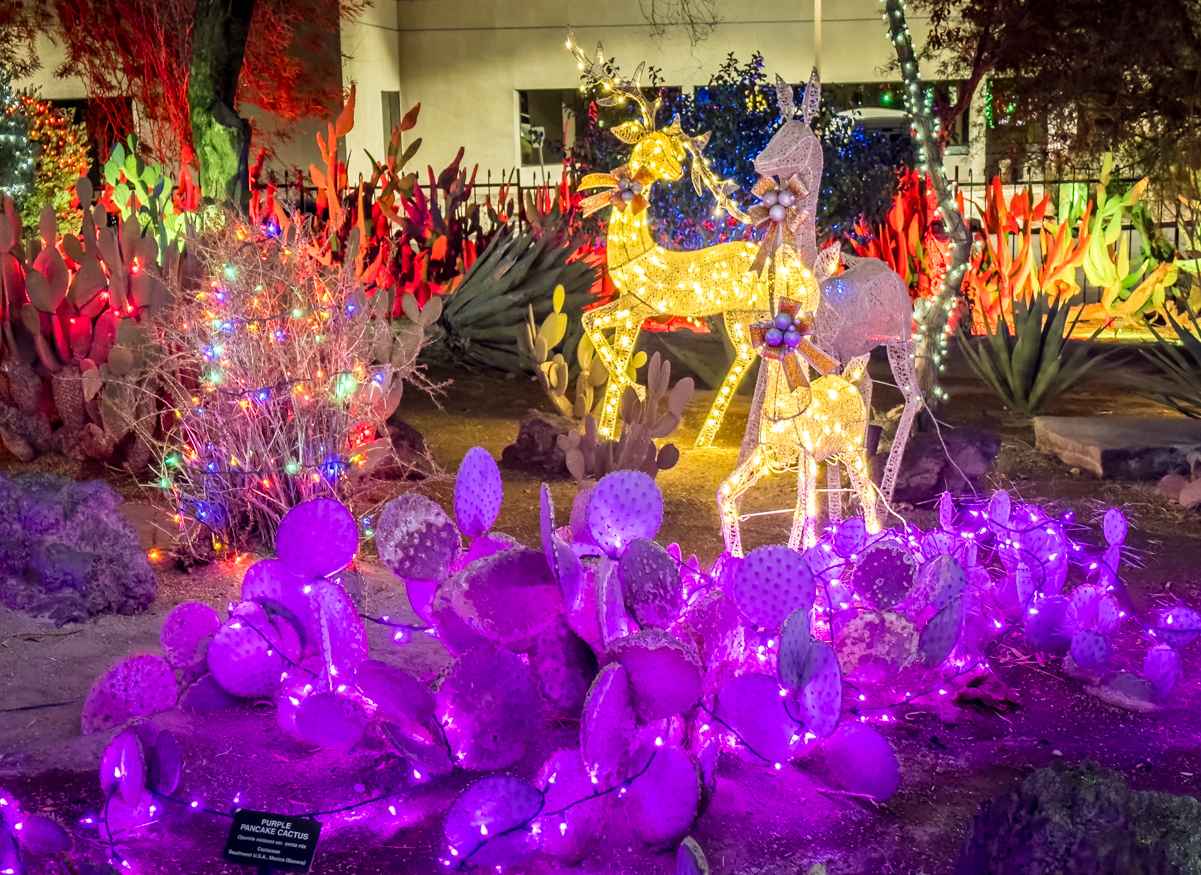 Ethel M Xmas Lighs