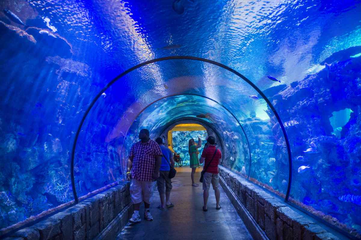 Discover The Best Things to Do in Vegas — No Gambling Required! 2 Shark Reef Aquarium