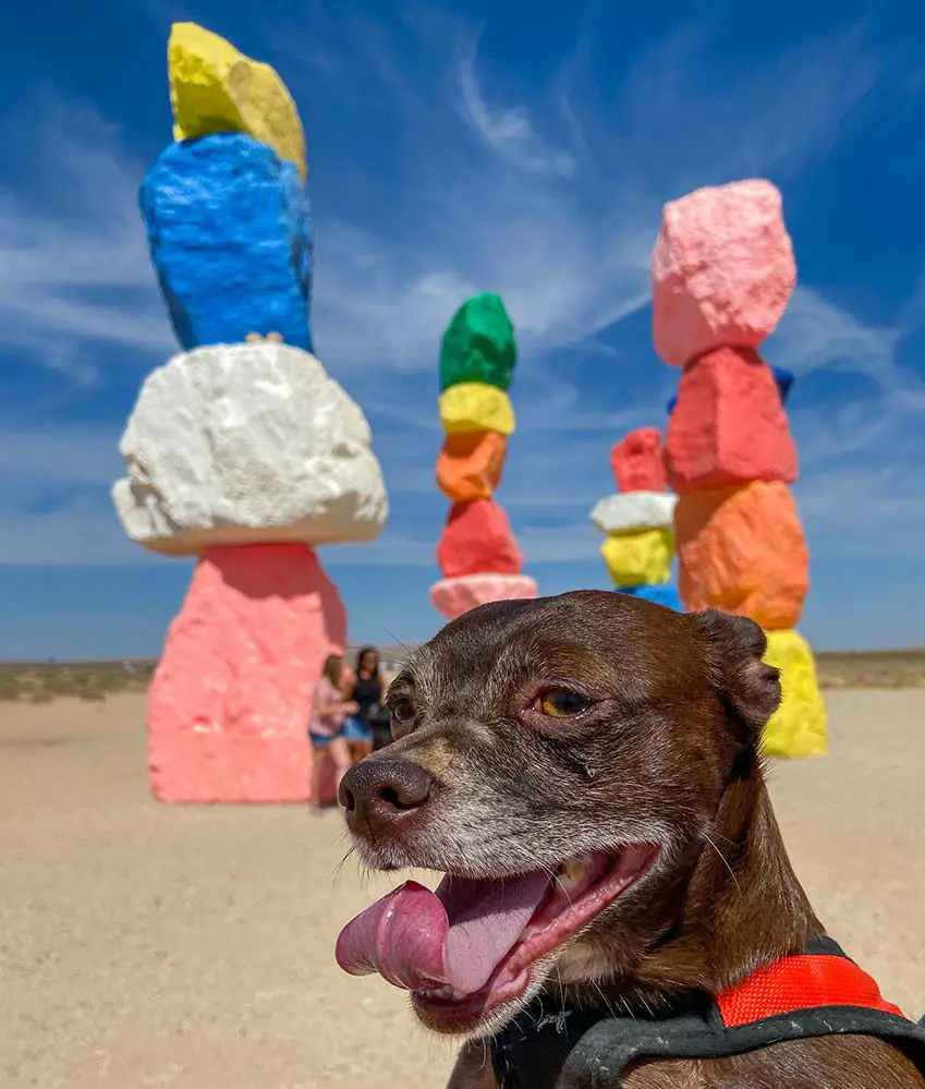 Dog at Seven Magic Mountains Las Vegas.